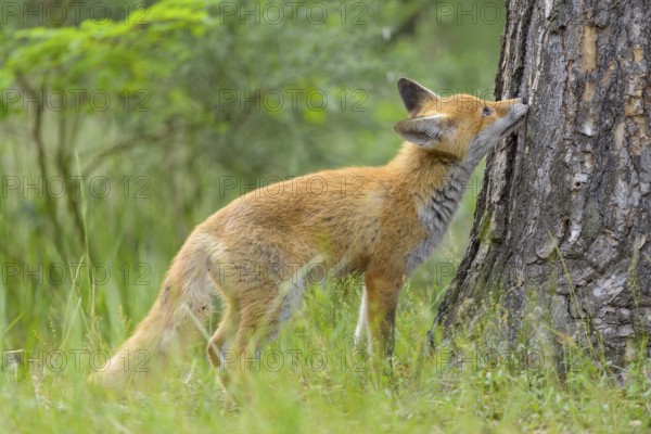 Red fox (Vulpes vulpes), young fox sniffing curiously at a tree trunk in the green forest, summer, Hesse, Germany, Europe