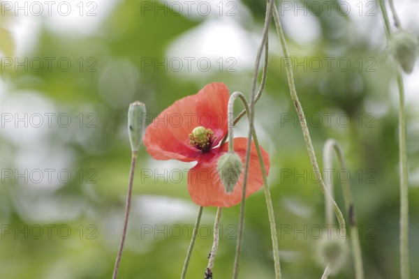 Poppy flower (Papaver rhoeas), red, poppy flower, flower, close-up of a red poppy flower