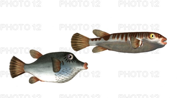 Fish, fish, left: Genus from the pufferfish family, Tetrodon rostratus, the longbill. right: Genus from the pufferfish family, Tetrodon oblongus, the elongated spiny belly, Historic, digitally restored reproduction from a 19th century original, Record date not stated