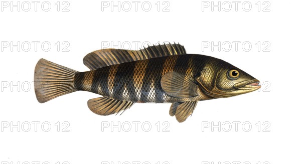 Fish, Fish, Genus of Hussar Fish, Holocentrus fasciatus, the banded Sogo, the double streaked Holocentre, Historical, digitally restored reproduction from a 19th century original, Record date not stated