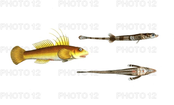Fish, fish, left: Gobius plümieri, the nose goby. right: fish genus from the bullhead family, Cottus monopterigius, the East Indian bullhead, Historic, digitally restored reproduction from a 19th century original, Record date not stated