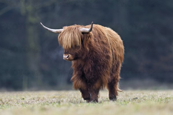 Highland cattle (Bos taurus), adult animal standing in a meadow, Switzerland, Europe