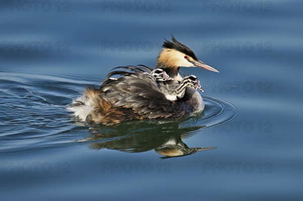 Great Crested Grebe (Podiceps Scalloped ribbonfish), with chicks in plumage swimming in the water, Lake Zug, Canton Zug, Switzerland, Europe