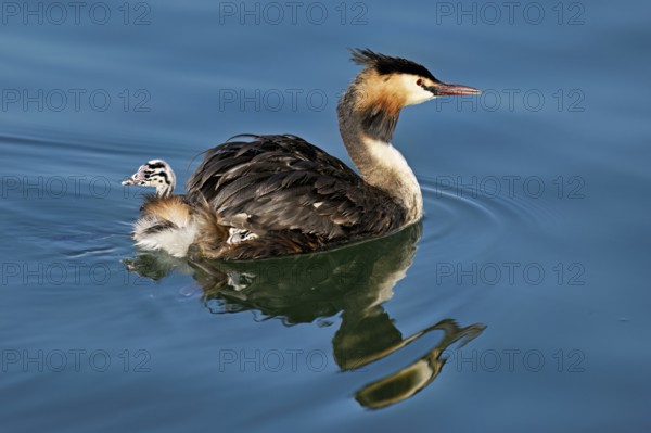 Great Crested Grebe (Podiceps Scalloped ribbonfish), with chicks in plumage swimming in the water, Lake Zug, Canton Zug, Switzerland, Europe
