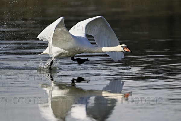 Mute swan (Cygnus olor), taking off from the water, Flachsee, Switzerland, Europe