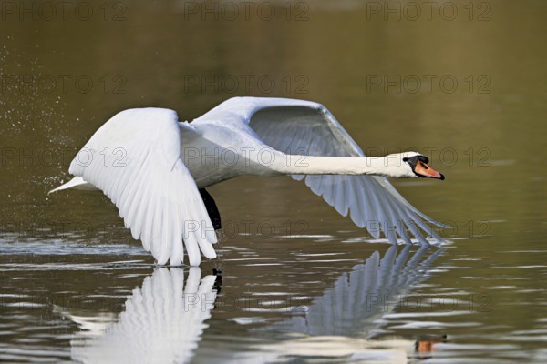 Mute swan (Cygnus olor), taking off from the water, Flachsee, Switzerland, Europe