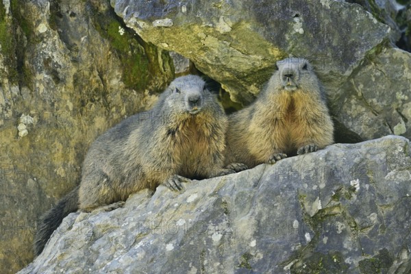 Two alpine marmots (Marmota marmota), sitting next to each other on rocks, Switzerland, Europe