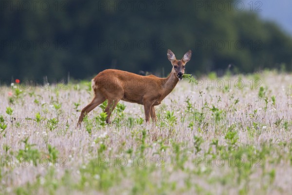 Roe deer (Capreolus capreolus), doe in a fallow field, eating a plant, Hesse, Germany, Europe