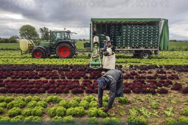 Soest, Sauerland, North Rhine-Westphalia, Germany - Vegetable cultivation, harvest helpers harvesting lettuce, the freshly harvested heads of lettuce are washed directly in the field in the trailer and packed in boxes, oak leaf lettuce (Lactus sativa var. crispa), also known as oak leaf lettuce or American lettuce, and Lollo Bianco and Lollo Rosso