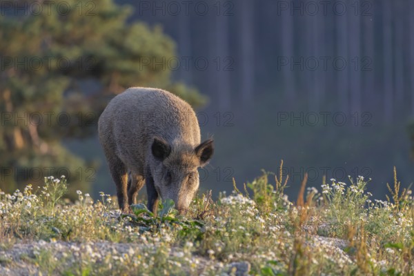 One adult wild boar or wild pig (Sus scrofa) searching for food on a flowering meadow in late afternoon light with a forest in first autumnal colours in the background