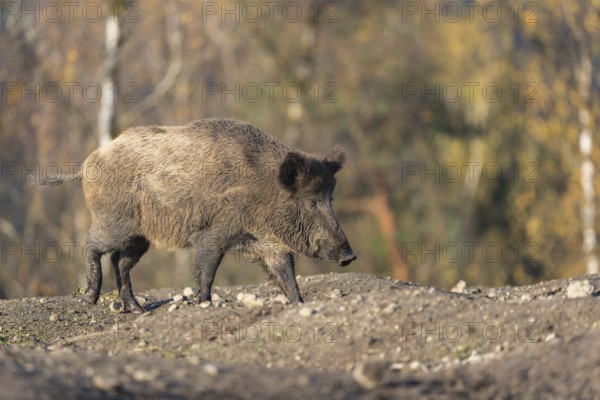 One wild boar or wild pig (Sus scrofa), walking over an opening in early morning light, searching for food, with an autumnal colored forest in the background