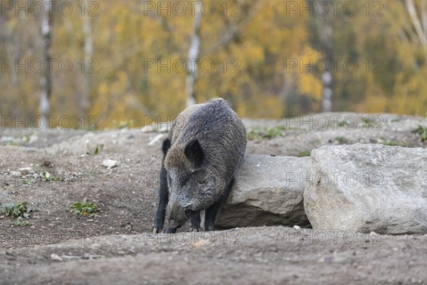 One wild boar or wild pig (Sus scrofa), scratching himself at a big stone. An autumnal colored forest is in the background
