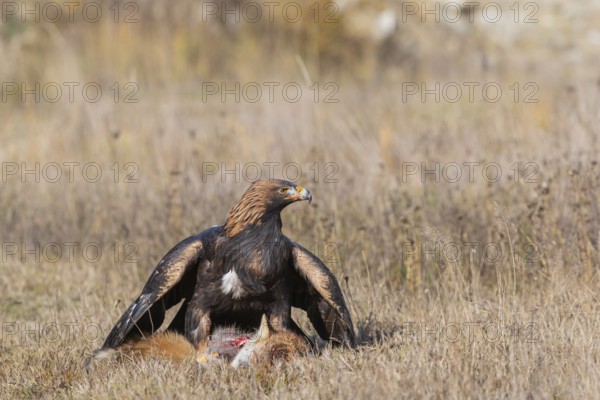 One golden eagle (Aquila chrysaetos) sitting in bright sunlight on a meadow, feeding on a dead fox