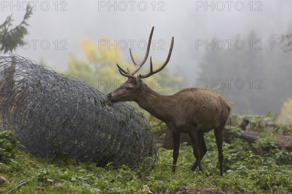 Young red deer buck with small antlers in a forest. Licking on a roll of metall fence lying in the forest