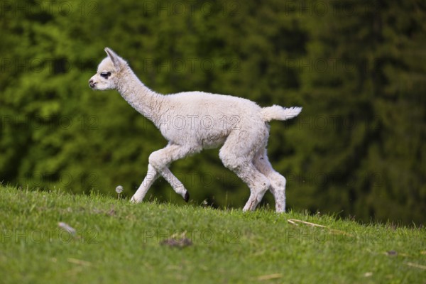 One young Alpaca (Vicugna pacos) runs uphill on a fresh green meadow . A green forest in the distant background