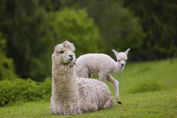 One white female Alpaca (Vicugna pacos) lies a on a fresh green meadow, one young stands next to her. A green forest in the distant background