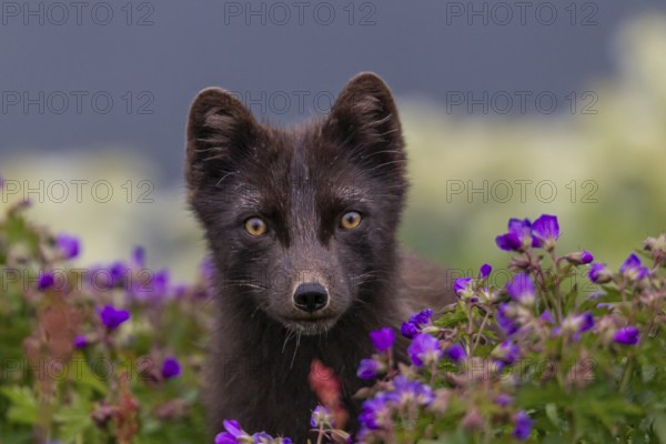 Dark arctic fox (Vulpes lagopus), ice fox, standing in a flower meadow, frontal, summer, Hornstrandir, Westfjords, Iceland, Europe