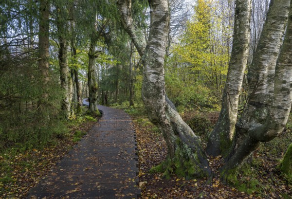 Boardwalk through bog birch forest (Betula pubescens), Schwarzes Moor, near Fladungen, Bavarian Rhön Biosphere Reserve, Bavaria