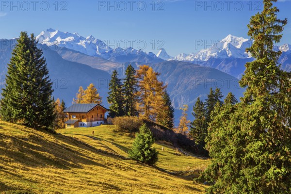 Autumn landscape with chalets and panorama of Dom 4545m, Matterhorn 4478m and Weisshorn 4505m, Bettmeralp, Goms, Rhone Valley, Upper Valais, Valais, Switzerland, Europe