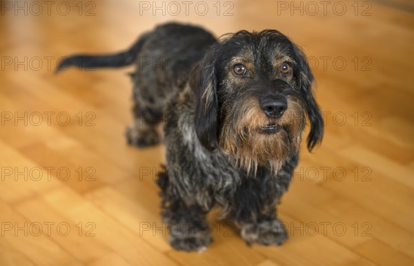 Rough-haired dachshund, male, standing on parquet, Stuttgart, Baden-Württemberg, Germany, Europe