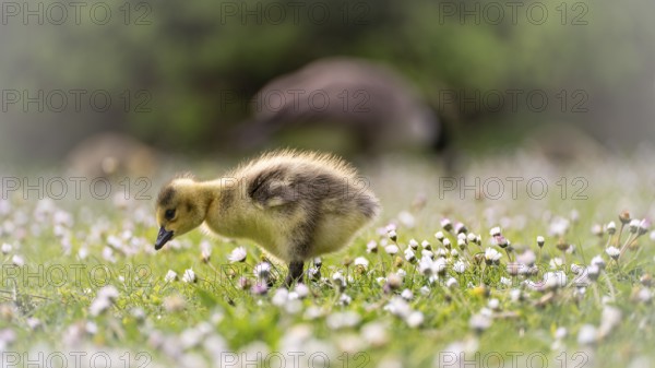Canada goose chicks (Branta canadensis) running through grass and daisies, looking for food, close-up, profile view, in the background adult parent, feeding and two more chicks and blurred bushes, Dortmund, North Rhine-Westphalia, Germany, Europe