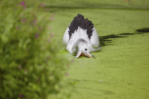 An Australian pelican (Pelecanus conspicillatus) swims in a duckweed-covered pond and fishes for food