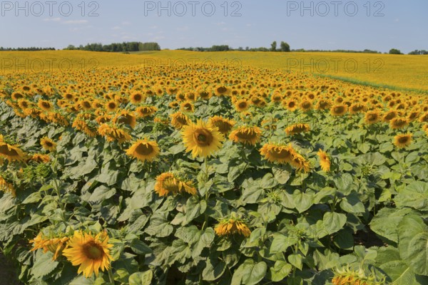 Wide field of sunflowers under a clear, sunny sky, Poland, Europe