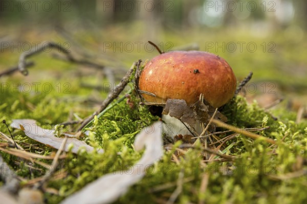 Fungus grows from the forest floor and pushes away moss, needles, branches and twigs, coniferous forest, Brandenburg, Germany, Europe