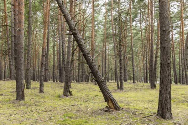 Coniferous forest near the Großer Glubigsee near Wendisch Rietz, Oder-Spree district, Brandenburg, Germany, Europe