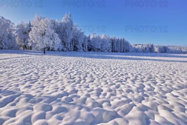 Snow-covered winter forest, Horben, Freiamt, Canton Aargau, Switzerland, Europe