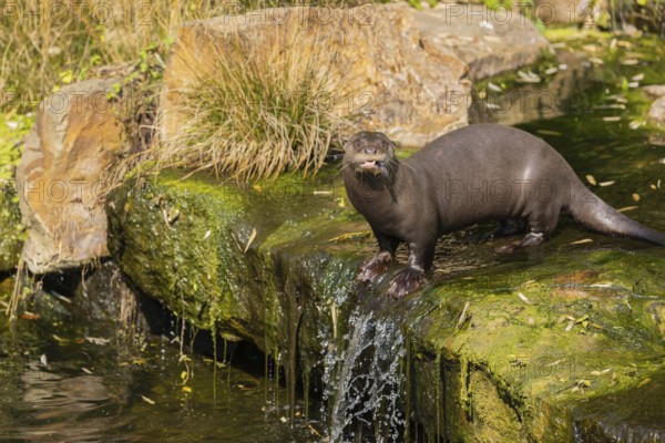 One giant otter or giant river otter (Pteronura brasiliensis) standing above a little cascade on a mossy rock, eating fish