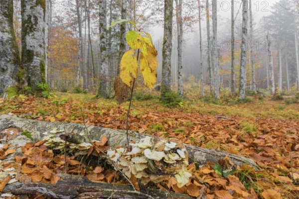 Beech forest, European beech or common beech (Fagus sylvatica) in autumn, Alm valley, Austria, Europe