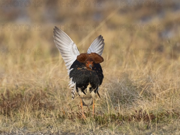 Ruff (Calidris pugnax) male in breeding plumage displaying at lek, Pokka, Finnish Lapland