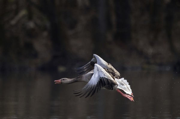 Greylag goose, graylag goose (Anser anser) taking off from water of lake in spring