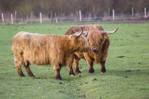 One Highland bull and a cow (Bos (primigenius) taurus) stand on a pasture
