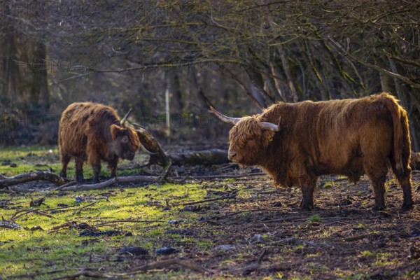 One Highland bull (Bos (primigenius) taurus) stands at a forest edge, scratching himself. A cow in the background doing the same