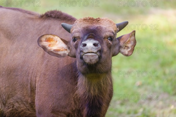 Portrait of a young female Gaur (Bos gaurus gaurus) on a green meadow