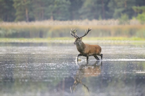 Red deer (Cervus elaphus) stag crossing pond in the mist at forest's edge during the rut in autumn, fall