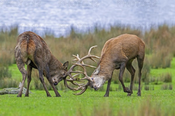 Two rutting red deer (Cervus elaphus) stags fighting by locking antlers during fierce mating battle in grassland during the rut in autumn