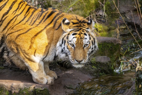 Portrait of a Siberian tiger (Panthera tigris tigris) in a forest, trinking water, captive, incidence in Russia and Northeast China