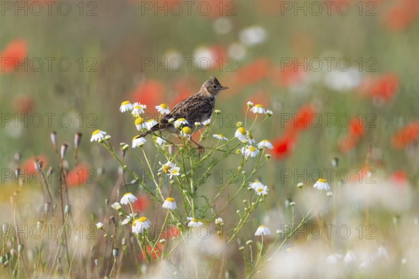 Skylark (Alauda arvensis), adult bird, perched on a Ox-eye daisy plant, amongst flowering poppies, in a fallow field, Hesse, Germany, Europe