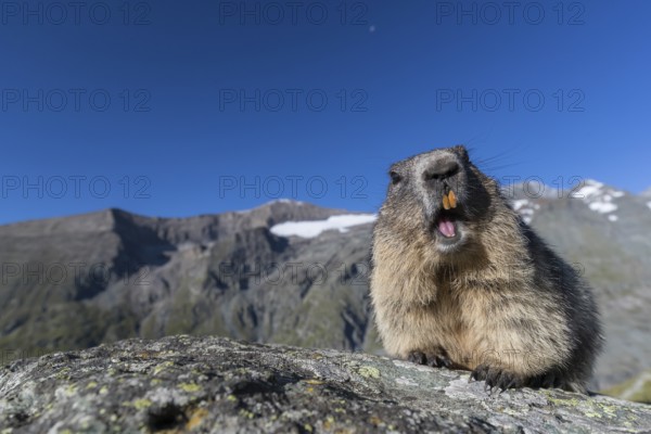 One adult Alpine Marmot, Marmota marmota, standing on a rock. Grossglockner Mountains in the distant background. Early morning light with clear blue sky. Grossglockner high alpine road, Hohe Tauern National Park