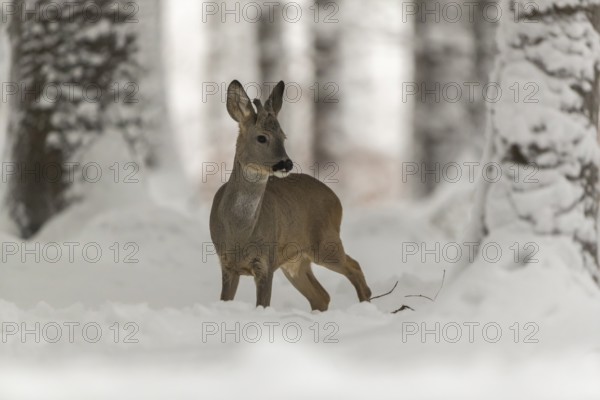 One young male Roe Deer, Roe buck (Capreolus capreolus), walking through a forest in deep snow. Trees in the background