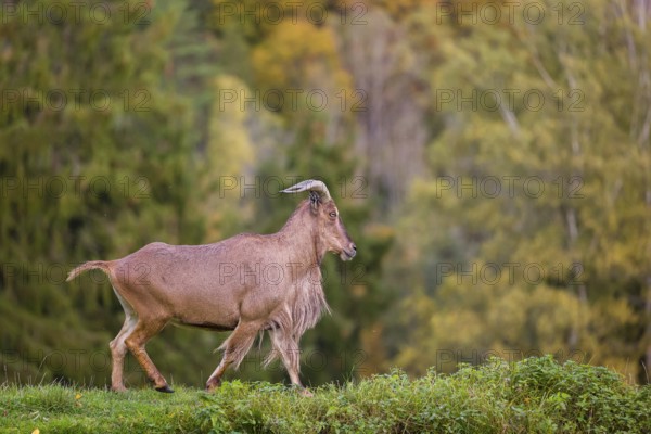 One Barbary sheep (Ammotragus lervia) stands on green hilly ground. A forest is in the background