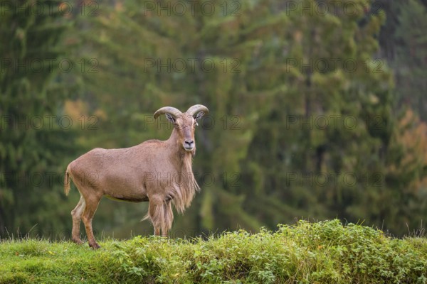One Barbary sheep (Ammotragus lervia) stands on green hilly ground. A forest is in the background