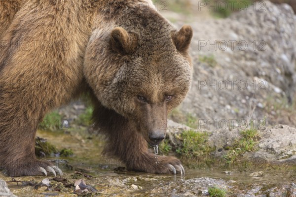 Eurasian brown bear (Ursus arctos arctos) drinking from shallow water flowing over a rock