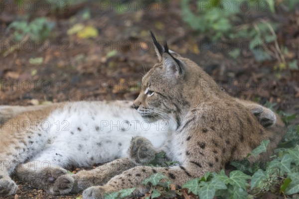 Two young animals Eurasian lynx, (Lynx lynx), lying on dead brown leaves on a forest floor