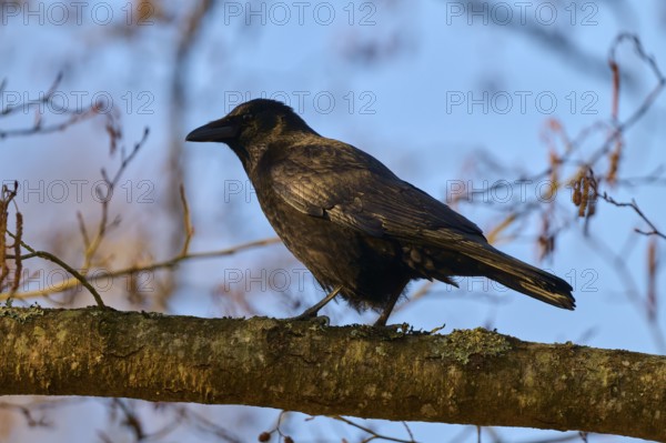 Raven crows (Corvus corone), standing on a branch outdoors, spring, Bavaria, Germany, Europe