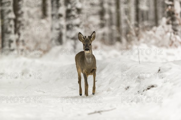 One young male Roe Deer, Roe buck (Capreolus capreolus), walking through a forest in deep snow. Trees in the background