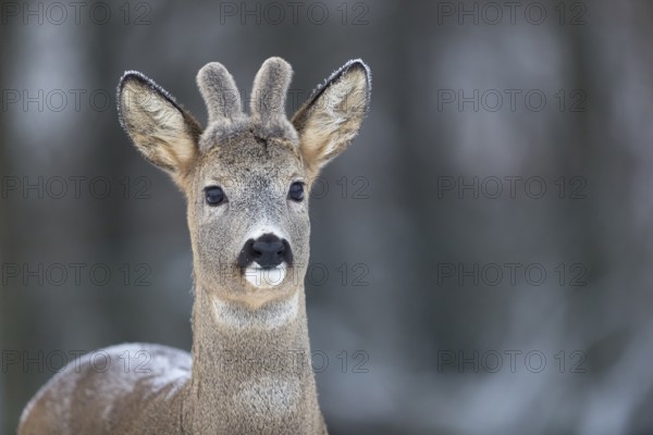 Roe deer buck portrait with neutral background